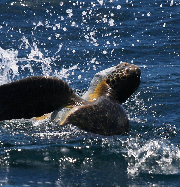 A green sea turtle caught on a fishing longline in the eastern Pacific near Costa Rica